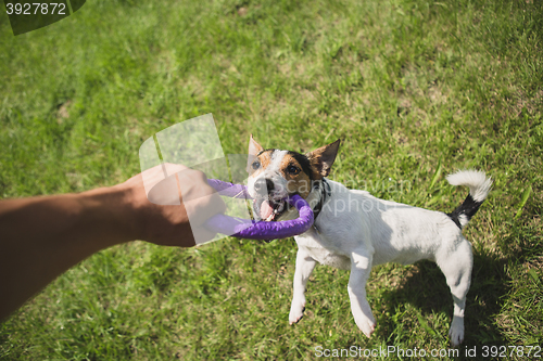 Image of man plays with a little dog on the grass