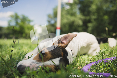 Image of dog lies on the grass