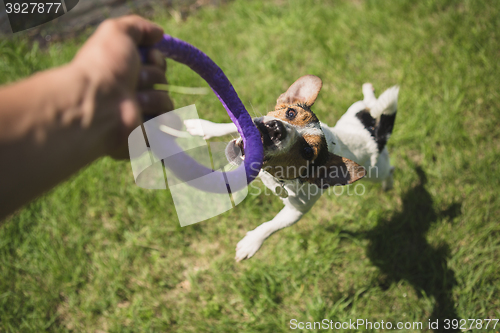 Image of man plays with a little dog on the grass