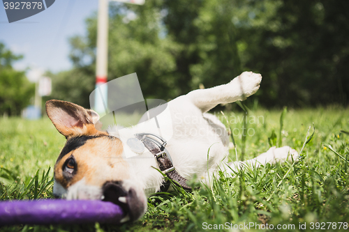 Image of dog playing with a ring