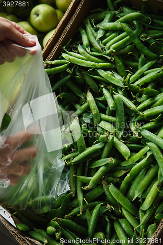 Image of the female lays pea pods in a package