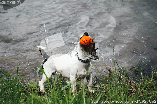 Image of dog with a ball in his mouth shakes off water