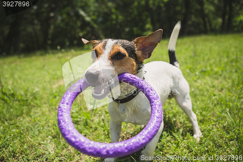 Image of dog playing with a ring