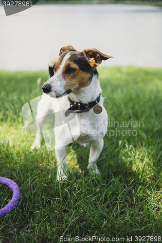 Image of the dog looks into the distance