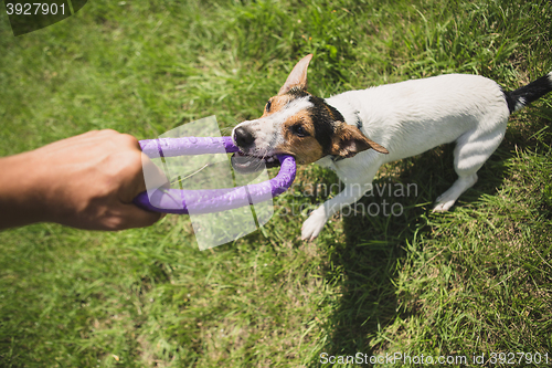 Image of man plays with a little dog on the grass