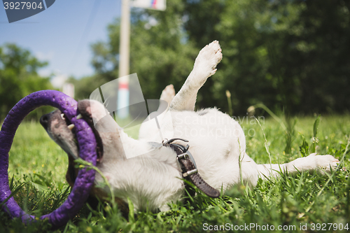 Image of dog playing with a ring