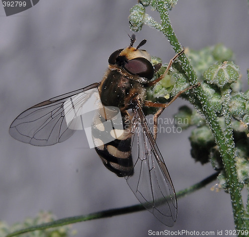 Image of Flower bee