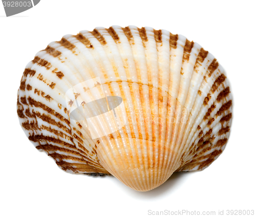 Image of Seashell of anadara