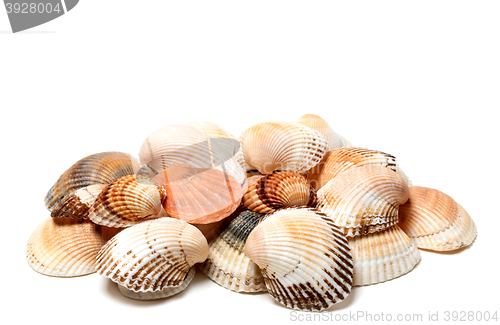 Image of Seashells of anadara and scallop