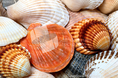 Image of Background of seashells