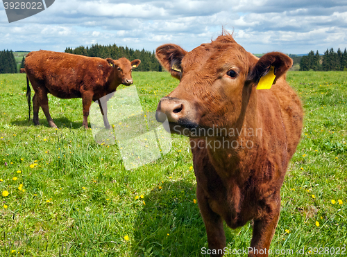Image of Cattle on pasture