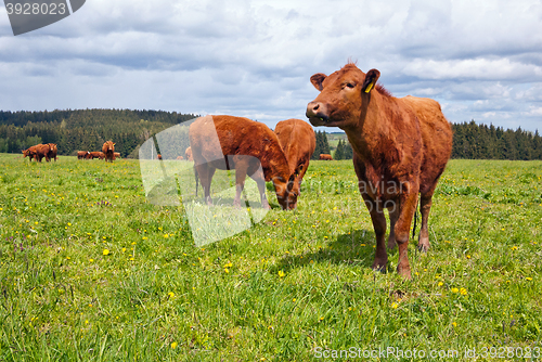 Image of Cattle on pasture