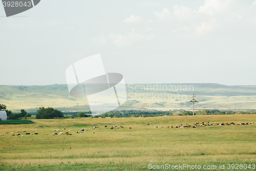 Image of flock of sheep grazing in a meadow