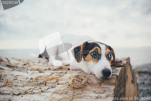 Image of the dog is lying on a log