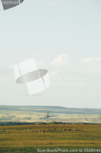 Image of flock of sheep grazing in a meadow