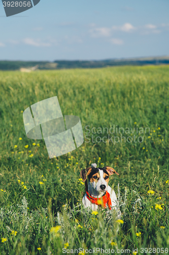 Image of dog in a red scarf sitting in the grass