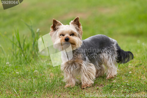 Image of Cute small playful yorkshire terrier