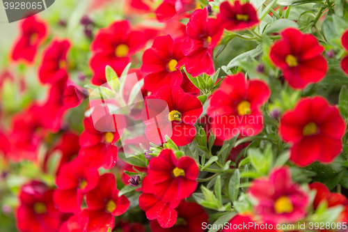 Image of red million bells flower