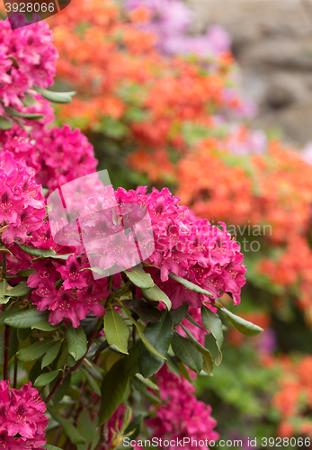 Image of Pink azaleas blooms with small evergreen leaves