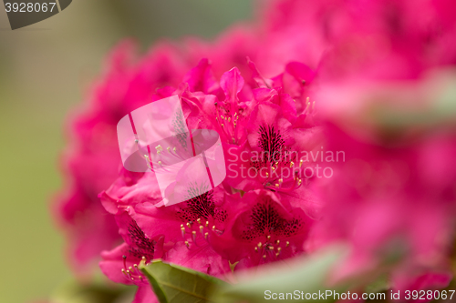 Image of Pink azaleas blooms with small evergreen leaves