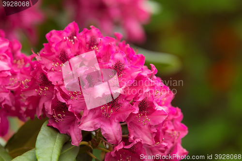 Image of Pink azaleas blooms with small evergreen leaves