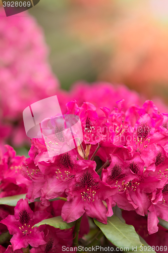 Image of Pink azaleas blooms with small evergreen leaves