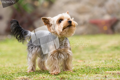 Image of Cute small playful yorkshire terrier