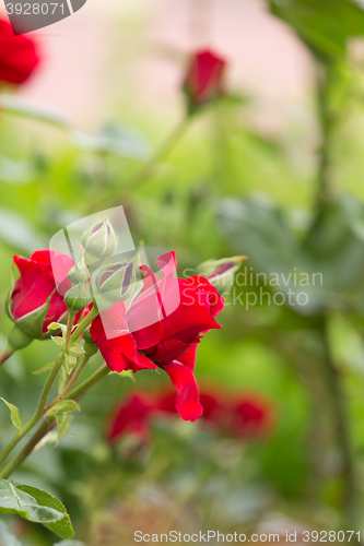 Image of beautiful red roses in spring garden