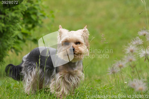 Image of Cute small playful yorkshire terrier