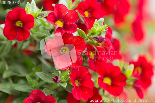Image of red million bells flower