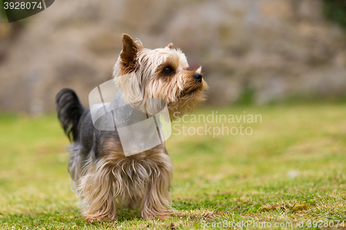 Image of Cute small playful yorkshire terrier