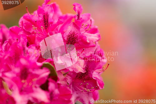 Image of Pink azaleas blooms with small evergreen leaves