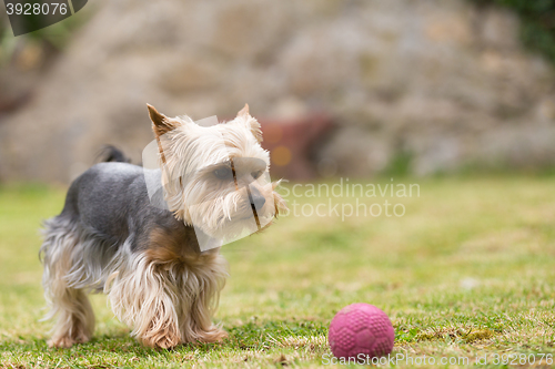 Image of Cute small playful yorkshire terrier