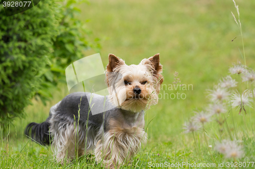 Image of Cute small playful yorkshire terrier