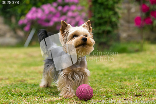 Image of Cute small playful yorkshire terrier