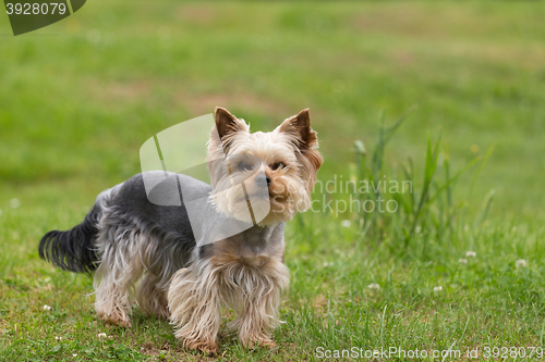 Image of Cute small playful yorkshire terrier