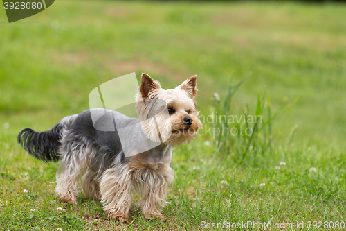 Image of Cute small playful yorkshire terrier