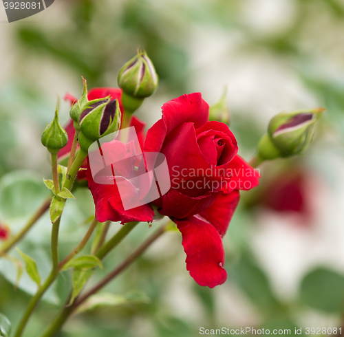 Image of beautiful red roses in spring garden