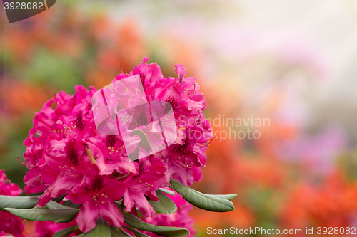 Image of Pink azaleas blooms with small evergreen leaves