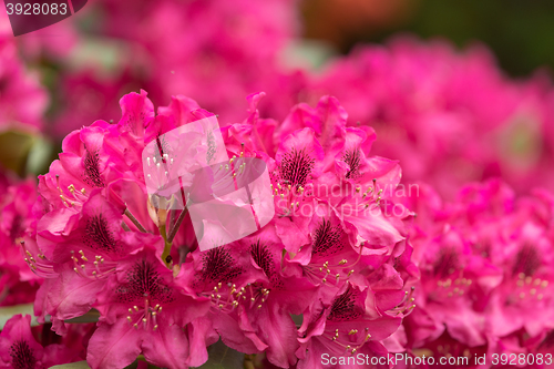 Image of Pink azaleas blooms with small evergreen leaves