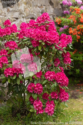 Image of Pink azaleas blooms with small evergreen leaves