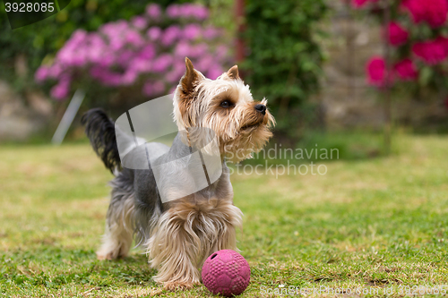 Image of Cute small playful yorkshire terrier