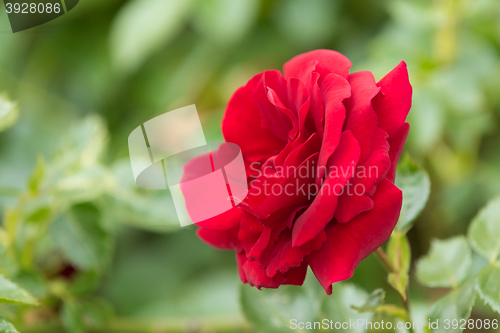 Image of beautiful red roses in spring garden