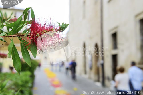 Image of Flower with blurred houses and people