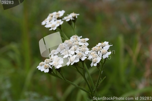 Image of White flowers