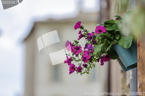 Image of Flower with blurred houses