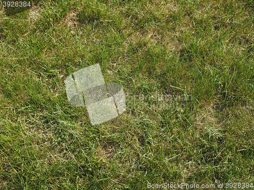 Image of Grass meadow background