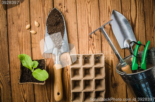 Image of Still-life with sprouts and the garden tool, the top view