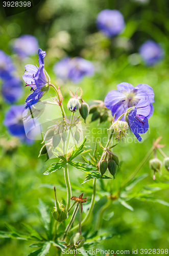 Image of Blue flowers of the field, close-up