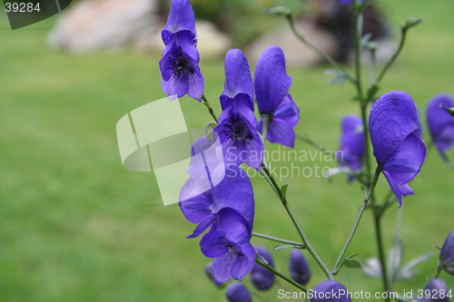 Image of Blue flowers